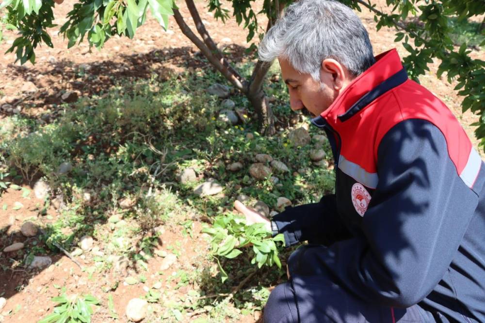 Tarım ve Orman İl M&uuml;d&uuml;r&uuml; Akkan, TRT GAP&rsquo;ta tarımsal yağışları değerlendirecek 