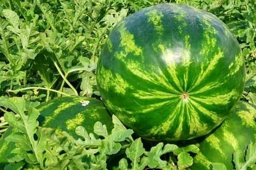 Edirne&rsquo;de karpuz &uuml;retimine b&uuml;y&uuml;k destek