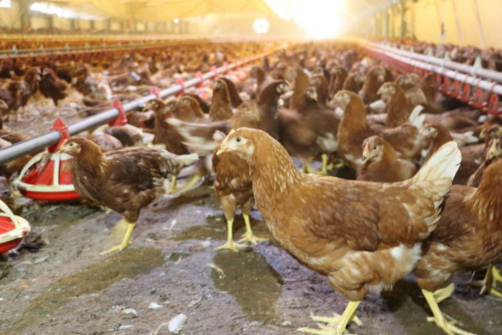 K&uuml;mes hayvancılığında artış! Yaklaşık 2 milyar adet yumurta &uuml;retildi