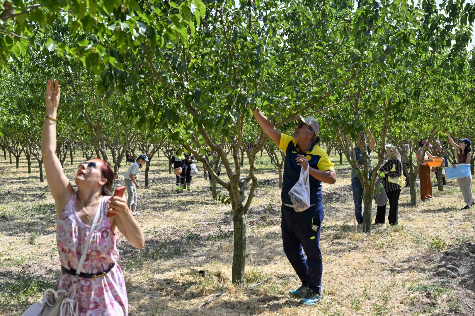Başkentliler ATA &Ccedil;iftliği&rsquo;nde hasat coşkusunu yaşadı