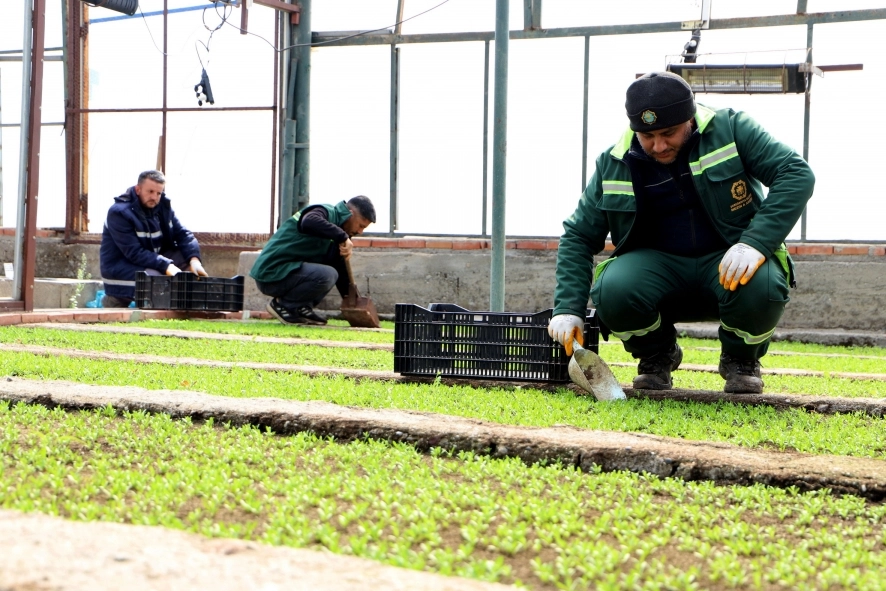 DBB 2 milyon &Ccedil;in karanfili &uuml;retecek