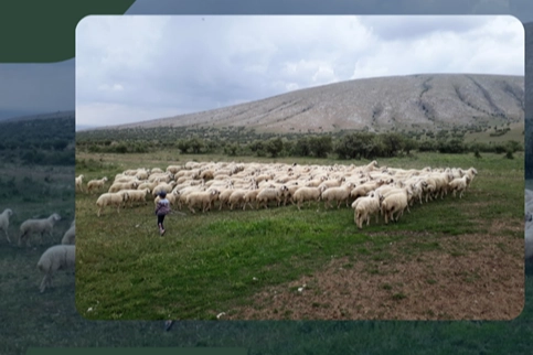 Kırsalda Bereket Projesi hazırlığı... 150 bin k&uuml;&ccedil;&uuml;kbaş dağıtılacak