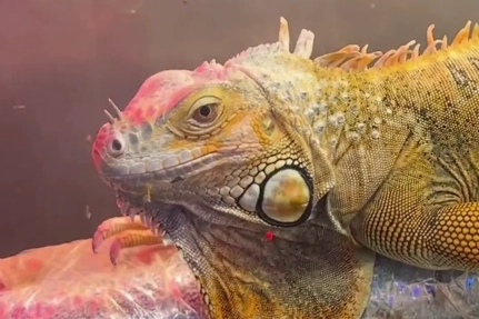 Samsun&rsquo;da CITES operasyonu... 3 egzotik hayvana el konuldu