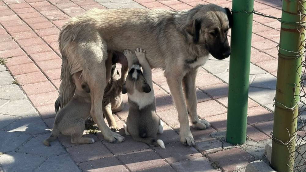 İstanbul Valiliği’nden sokak köpeklerini 'kontrolsüz besleme' yasağı 