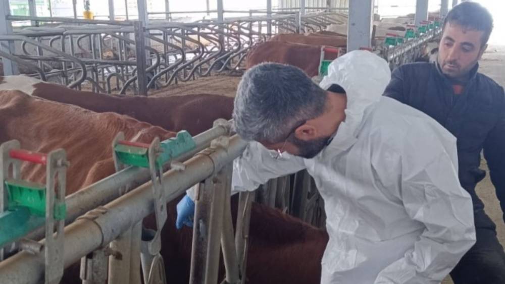 Adıyaman&rsquo;da şap aşılaması il genelinde s&uuml;r&uuml;yor 